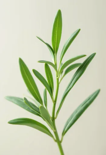 ทาร์รากอนแห้งและผงทาร์รากอนในถ้วยและโปรยบนโต๊ะครัว